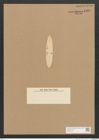 Diatomeae indet. Zeichnungen Sammlung Grunow Nr. 4460 (NHMW-BOT-W0372416)